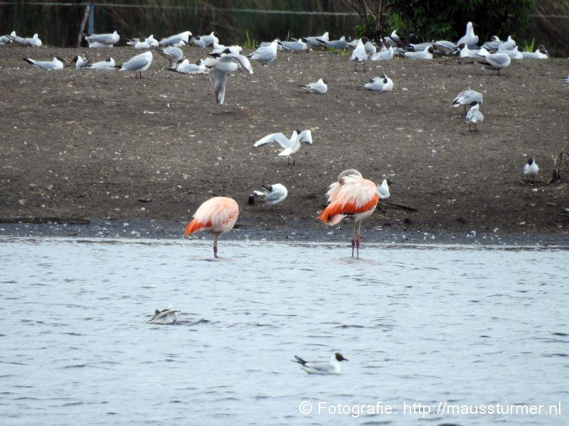 2017-05-20 (445) Flamingo's en kolonies meeuwen .jpg